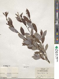 Salix discolor image