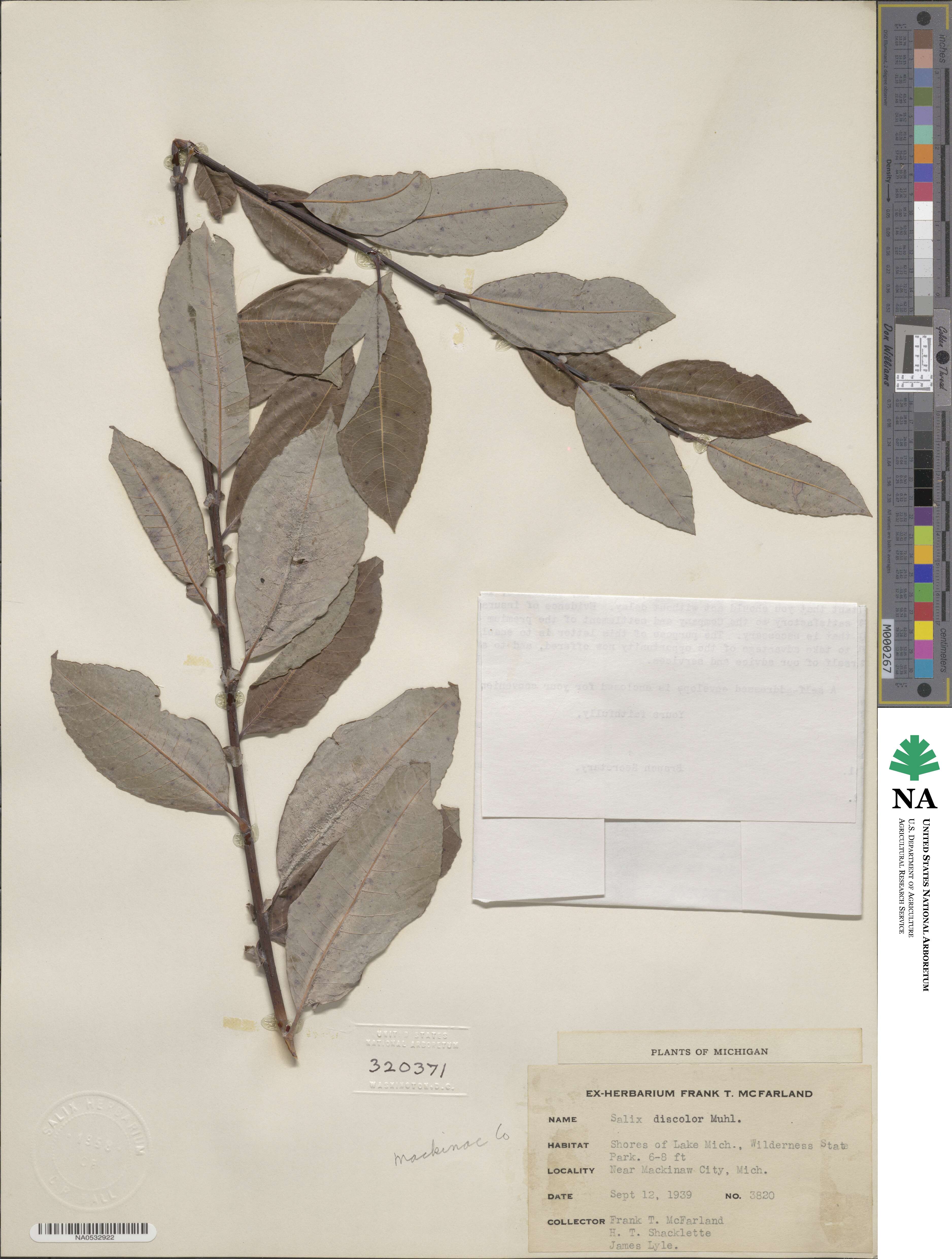 Salix discolor image