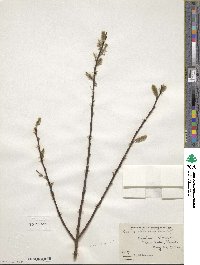 Salix discolor image