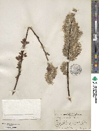 Salix discolor image