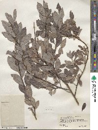 Salix discolor image