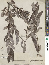 Salix discolor image