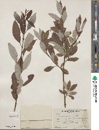 Salix discolor image