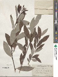 Salix discolor image