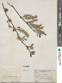 Salix discolor image