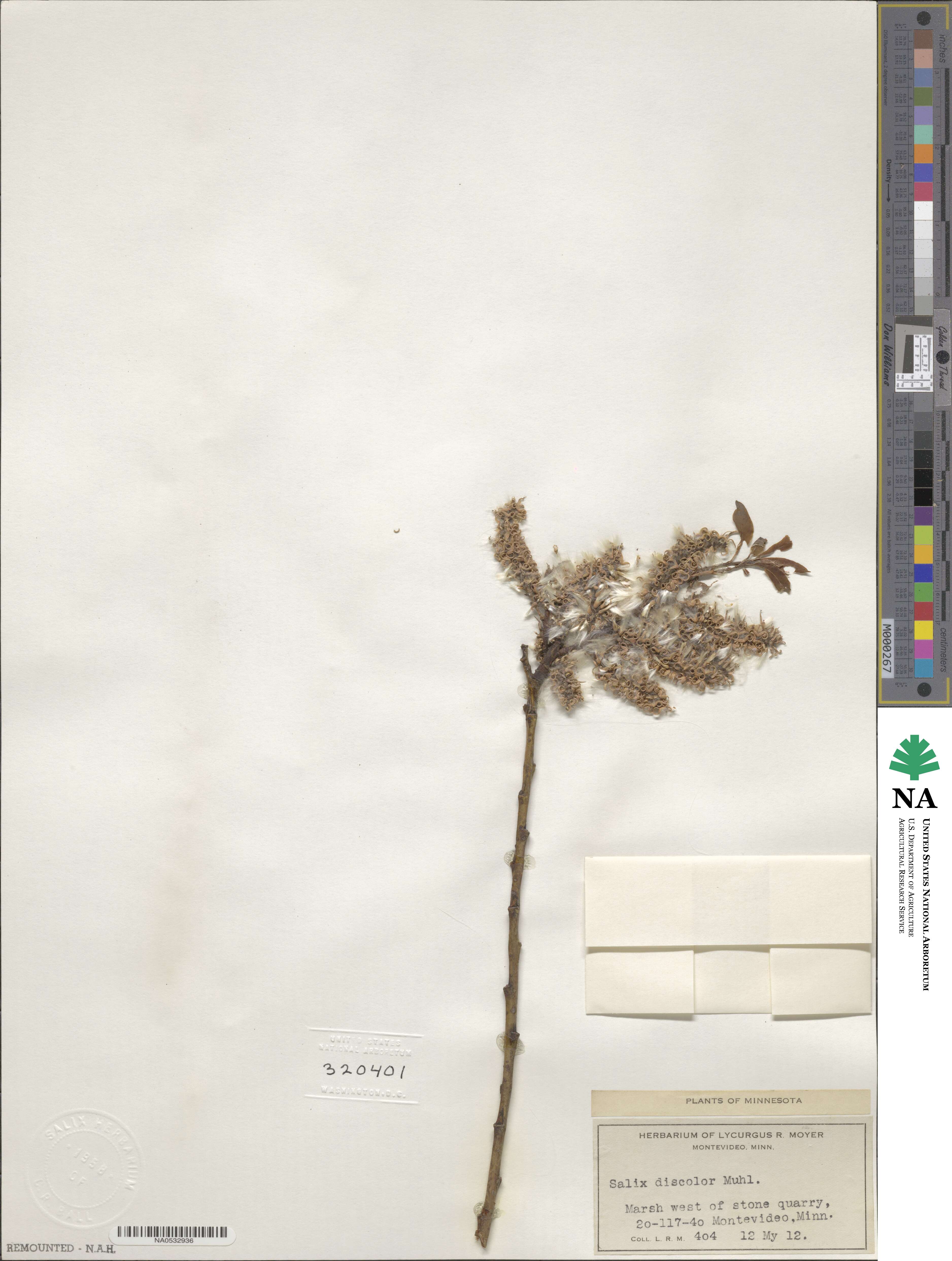 Salix discolor image