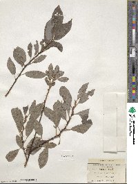 Salix discolor image