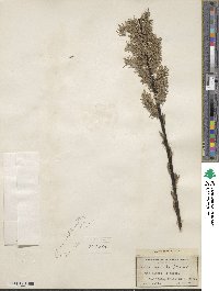 Salix discolor image