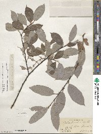 Salix discolor image