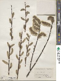 Salix discolor image