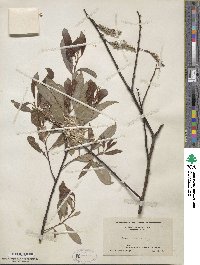 Salix discolor image