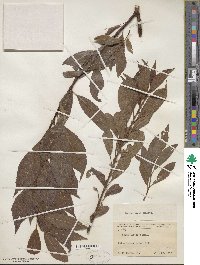 Salix discolor image