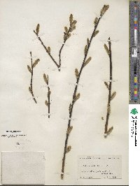 Salix discolor image