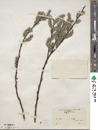 Salix discolor image