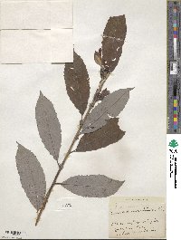 Salix discolor image