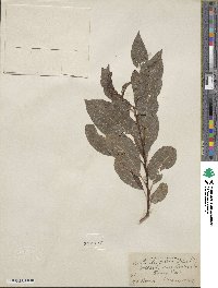 Salix discolor image