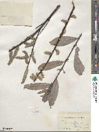 Salix discolor image