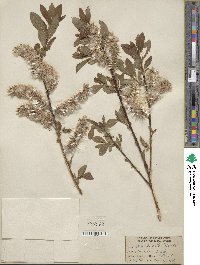 Salix discolor image