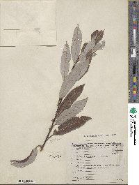 Salix discolor image