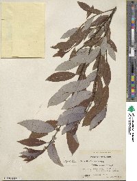 Salix discolor image