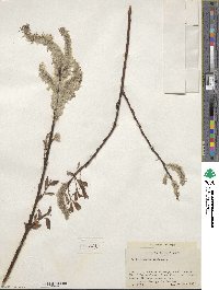 Salix discolor image