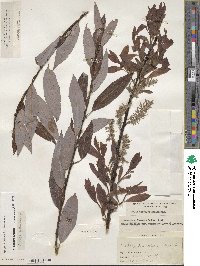 Salix discolor image