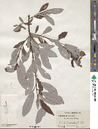 Salix discolor image