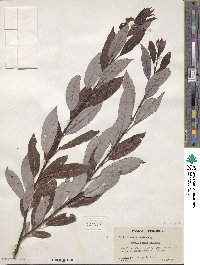 Salix discolor image