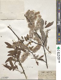 Salix discolor image