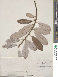 Salix discolor image