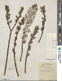 Salix discolor image