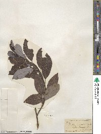 Salix discolor image