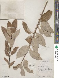 Salix discolor image