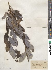 Salix discolor image