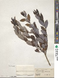 Salix discolor image