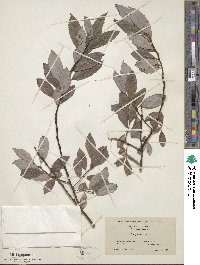 Salix discolor image