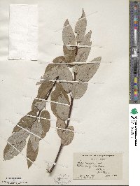 Salix discolor image