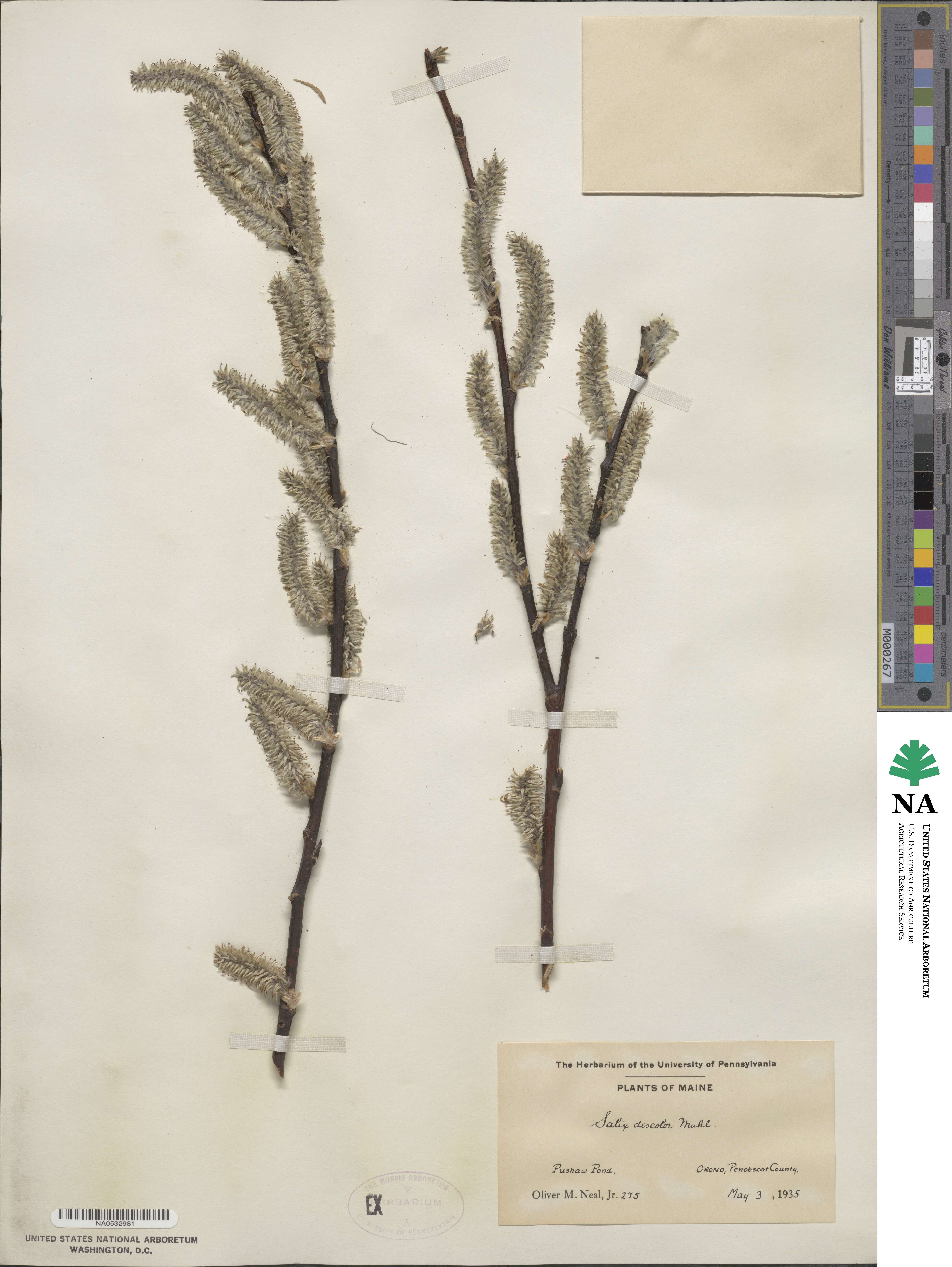 Salix discolor image