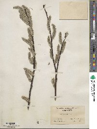 Salix discolor image