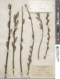 Salix discolor image