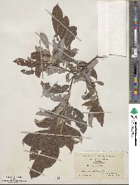 Salix discolor image