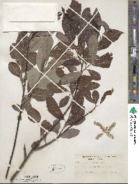 Salix discolor image