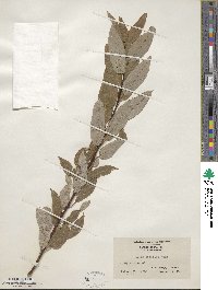 Salix discolor image