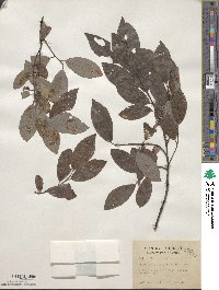 Salix discolor image