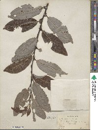 Salix discolor image