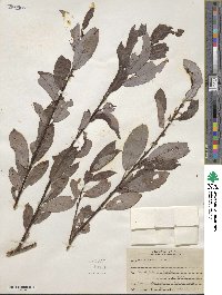 Salix discolor image