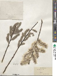 Salix discolor image