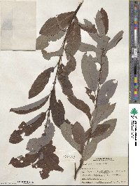 Salix discolor image