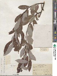 Salix discolor image