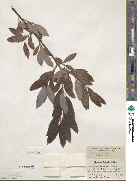 Salix discolor image